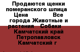 Продаются щенки померанского шпица › Цена ­ 45 000 - Все города Животные и растения » Собаки   . Камчатский край,Петропавловск-Камчатский г.